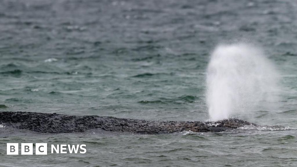 Whale swims off sandbank after big German rescue effort on Baltic coast 13aa63c0 29b1 11f1 b297 95b0a0a8331e.jpg