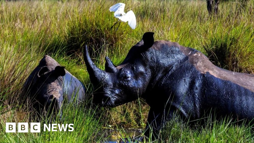 Forty years after the last one was poached rhinos are back in the wild in Uganda c469a150 22e8 11f1 b297 95b0a0a8331e.jpg