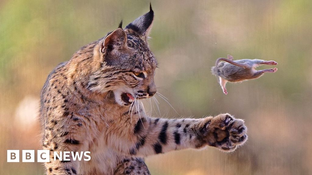 In pictures: Playful lynx snatches top prize in photo competition cb7ba010 281f 11f1 a79a 77e93010d956.jpg