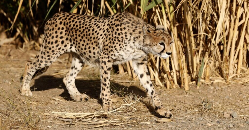 00int iran cheetahs aufba facebookjumbo.jpg