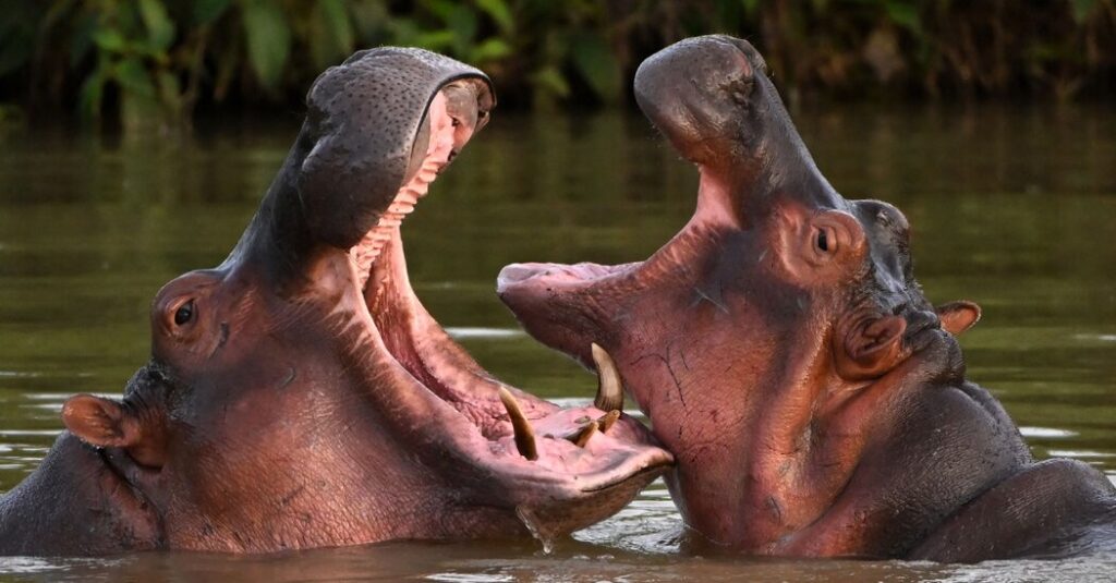 29int india hippos fcht facebookjumbo.jpg