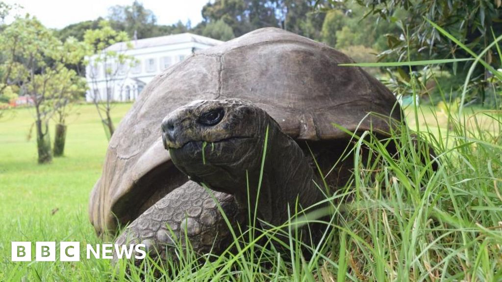 World's oldest known tortoise, Jonathan, dies aged 193 5b0027c0 2e0f 11f1 a61b 8f128a2b274b.jpg