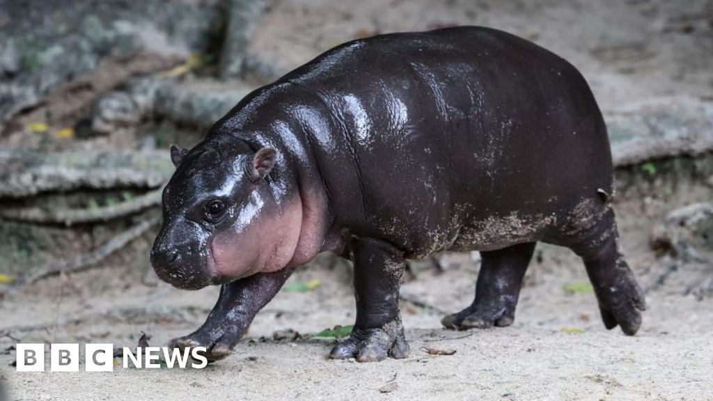 Man fined after breaking into viral hippo Moo Deng's enclosure 5cc5e970 333a 11f1 bf11 9546df991775.jpg