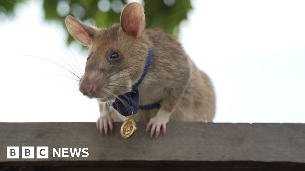Cambodia unveils statue to honour famous landmine-sniffing rat 78742bb0 308c 11f1 b297 95b0a0a8331e.jpg