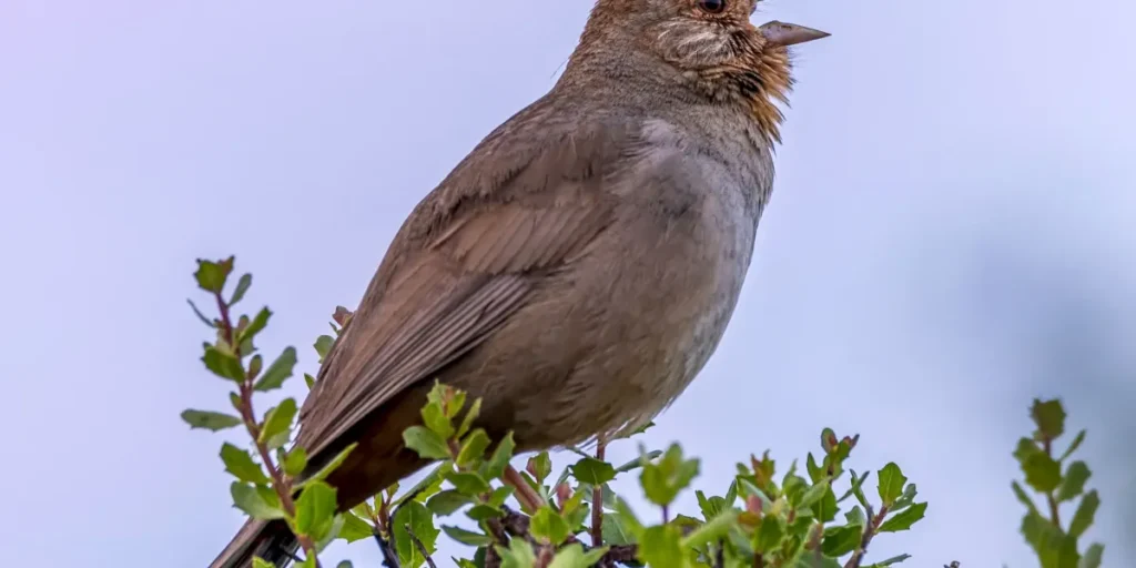 gettyimages 546444524.webp.webp