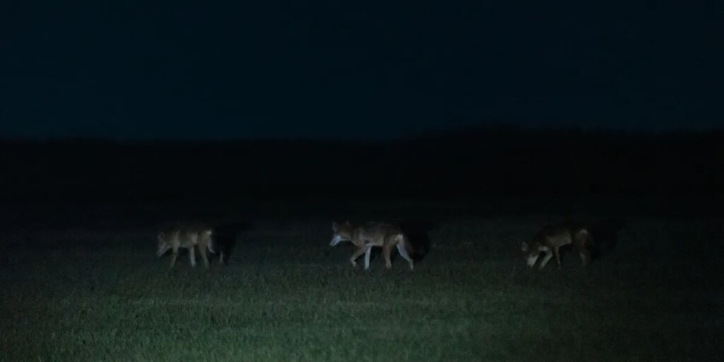 sci redwolves spinski 241.jpg