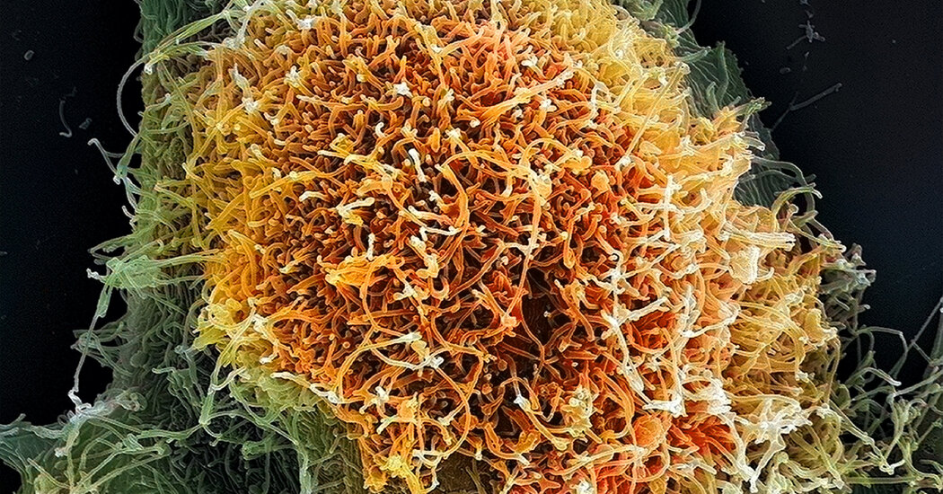00sci viruses 01 pmzl facebookjumbo.jpg