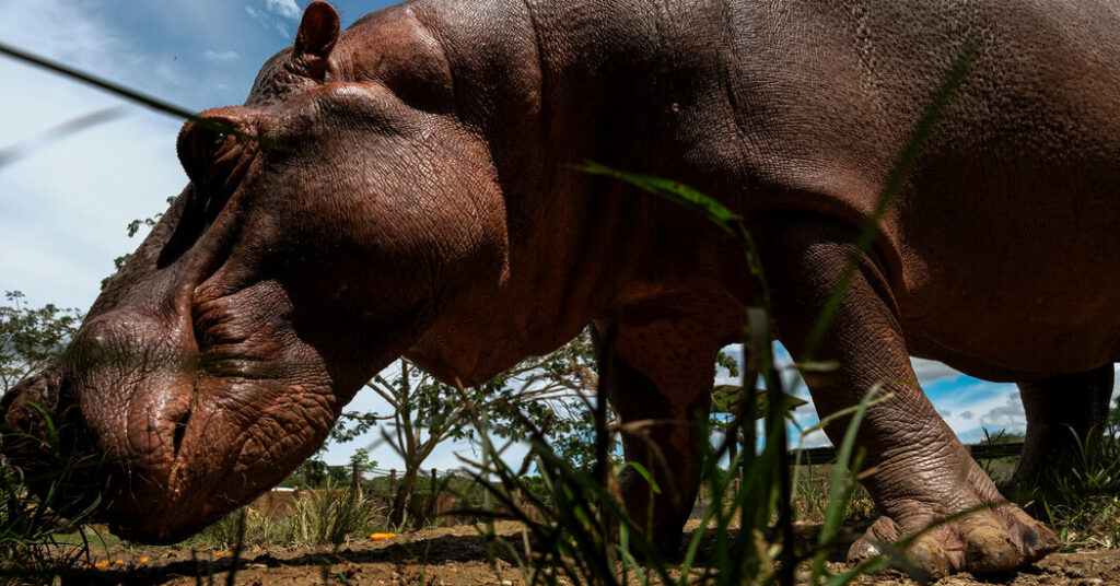 00int colombia hippos facebookjumbo.jpg