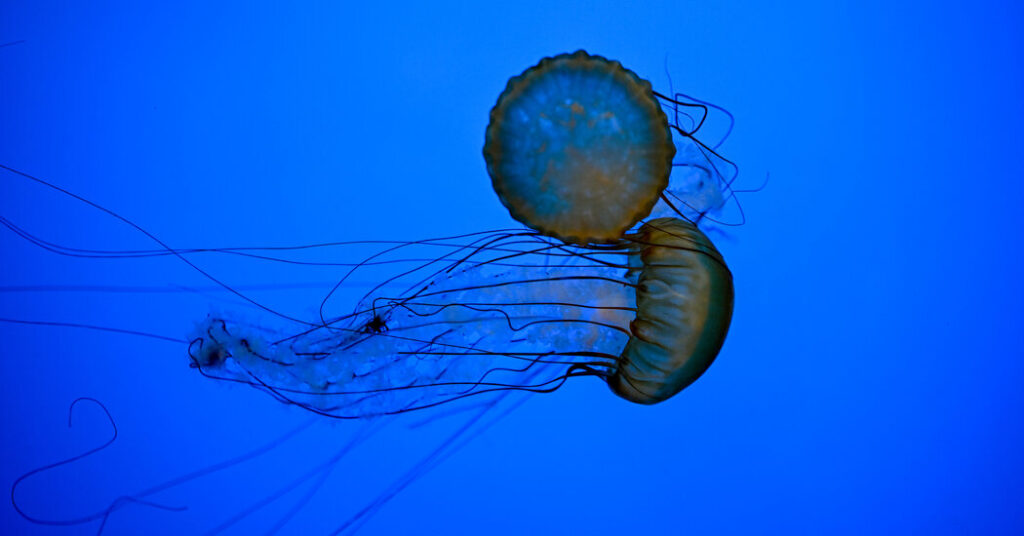 00xp jellyfish gpzj facebookjumbo.jpg