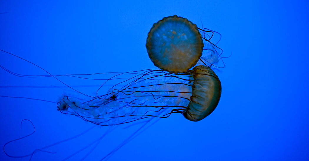 00xp jellyfish gpzj facebookjumbo.jpg
