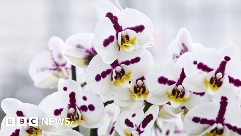 Inside the secretive and lucrative world of orchid breeding 047114b0 3fbb 11f1 b55d 0f258dce1735.jpg
