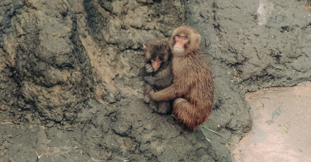 09int japan monkey 04 kfhm facebookjumbo.jpg