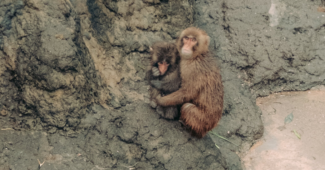 09int japan monkey 04 kfhm facebookjumbo.jpg