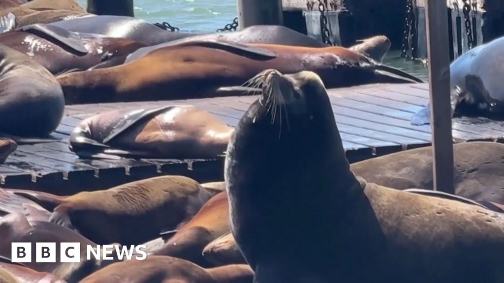 Massive sea lion ‘Chonkers’ makes rare San Francisco visit 0e935390 4498 11f1 b55d 0f258dce1735.jpg