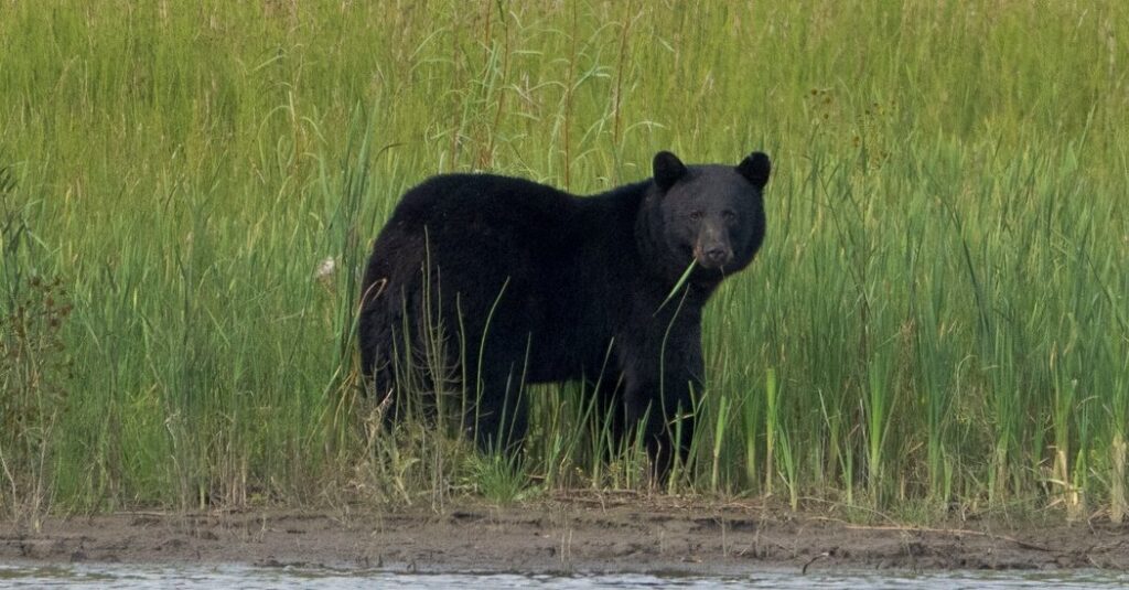 13xp bear attack pwzk facebookjumbo.jpg