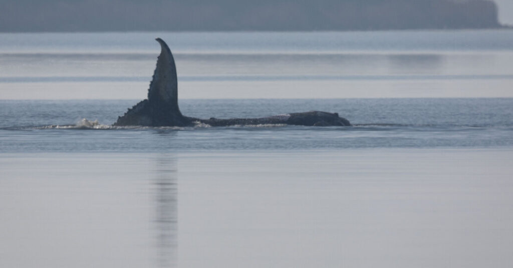 19timmy whale 01 vwfq facebookjumbo.jpg