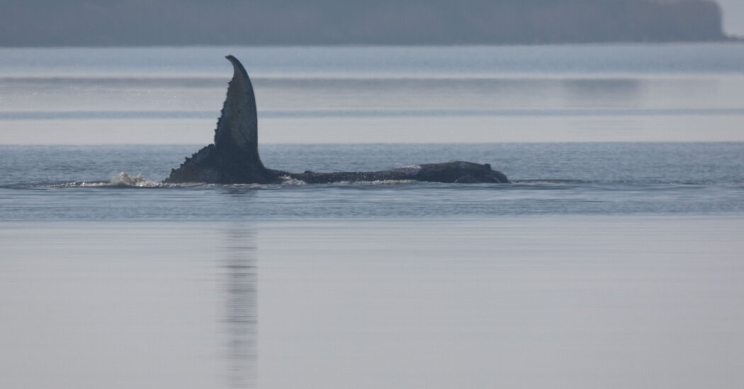 19timmy whale 01 vwfq facebookjumbo.jpg