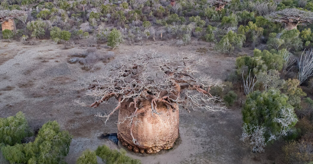 21xp tree top promo facebookjumbo.jpg