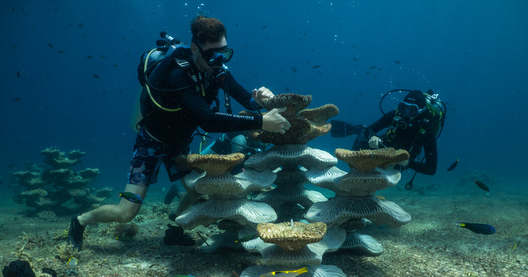 24int malaysia corals 01 bgkz facebookjumbo.jpg