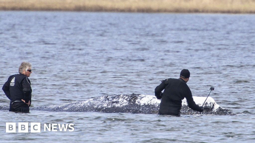Dead whale towed ashore in Denmark ahead of autopsy 6a7d9360 5d1f 11f1 89a3 d1f559421220.jpg