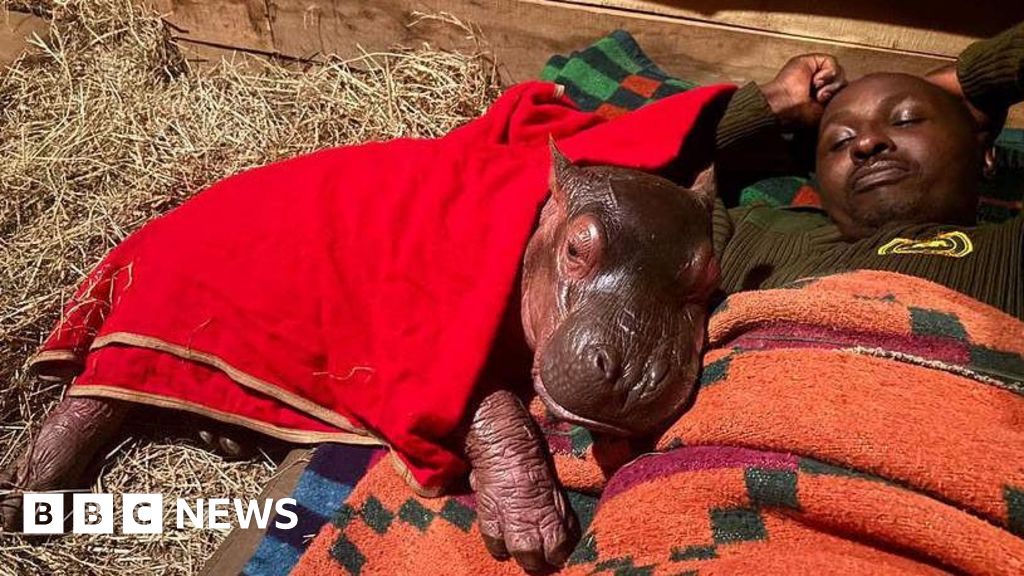 Orphaned baby hippo to be hand-reared by keepers at Kenya sanctuary a85f3200 4948 11f1 861c 270dbba6d6ae.jpg
