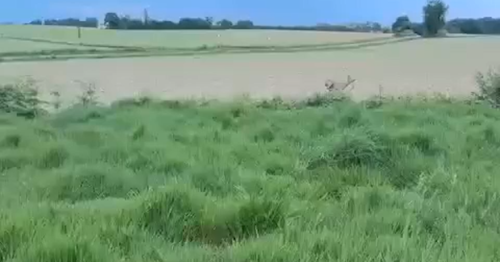 Beware of Drunk Deer, French Police Say, Announcing Season of Inebriation drunk deer facebookjumbo.png