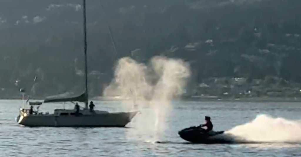 whale crash facebookjumbo.png