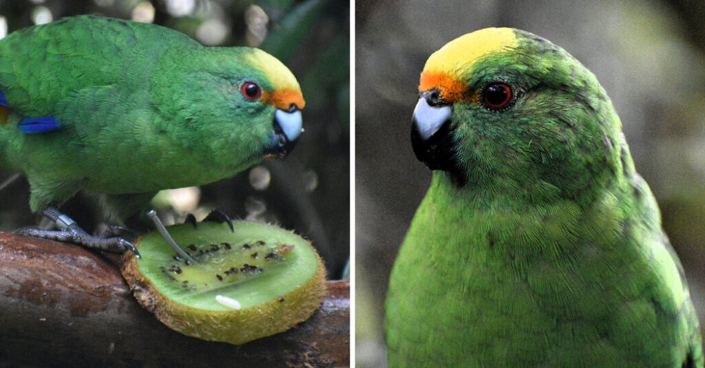 The New Zealand Parakeet Pair That Are Saving Their Species 00 int nz birds promo facebookjumbo.jpg