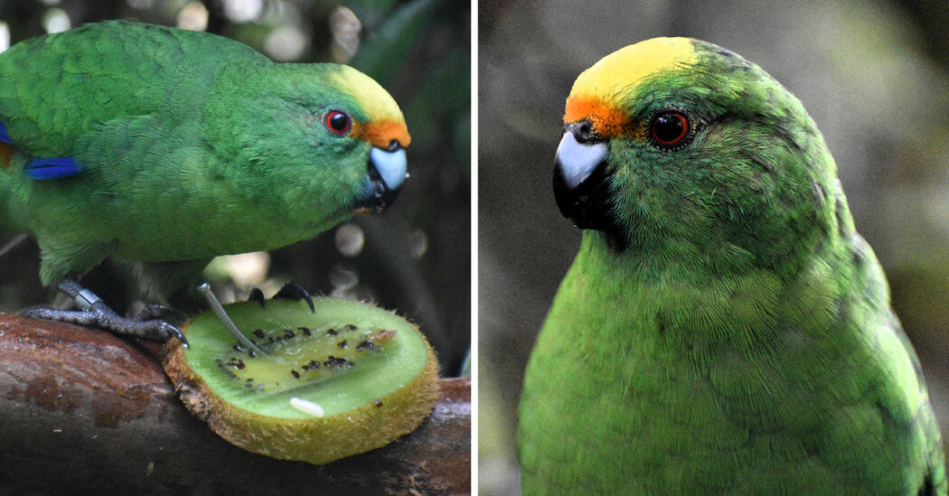 00 int nz birds promo facebookjumbo.jpg
