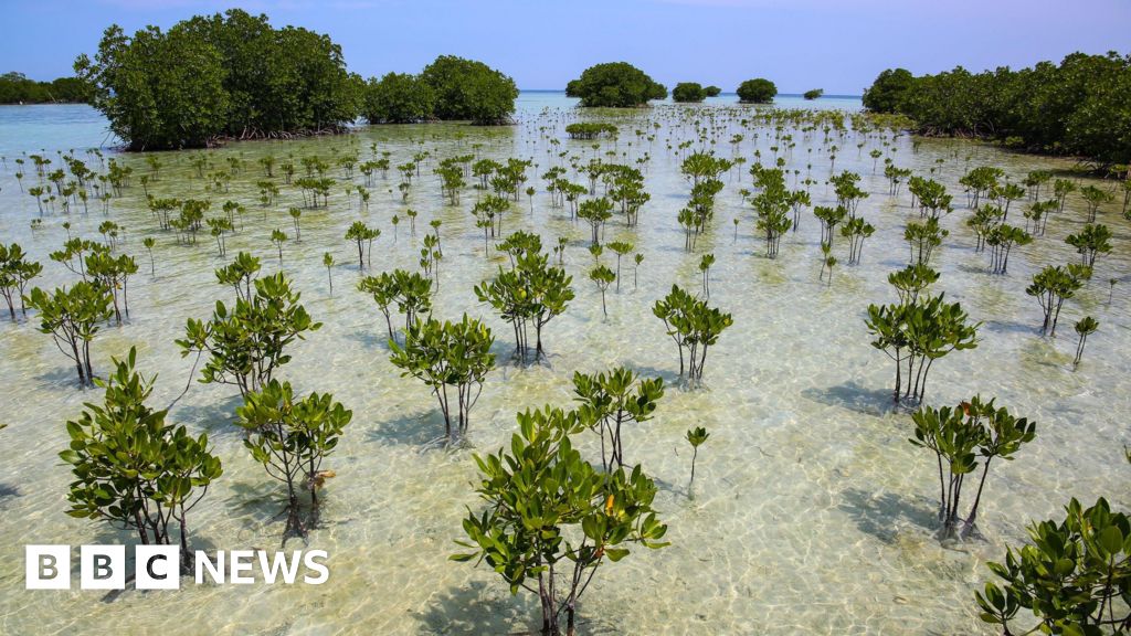 Mangrove forests are healing after decades of human destruction 90921d20 6024 11f1 95e8 2f6b295436fc.jpg