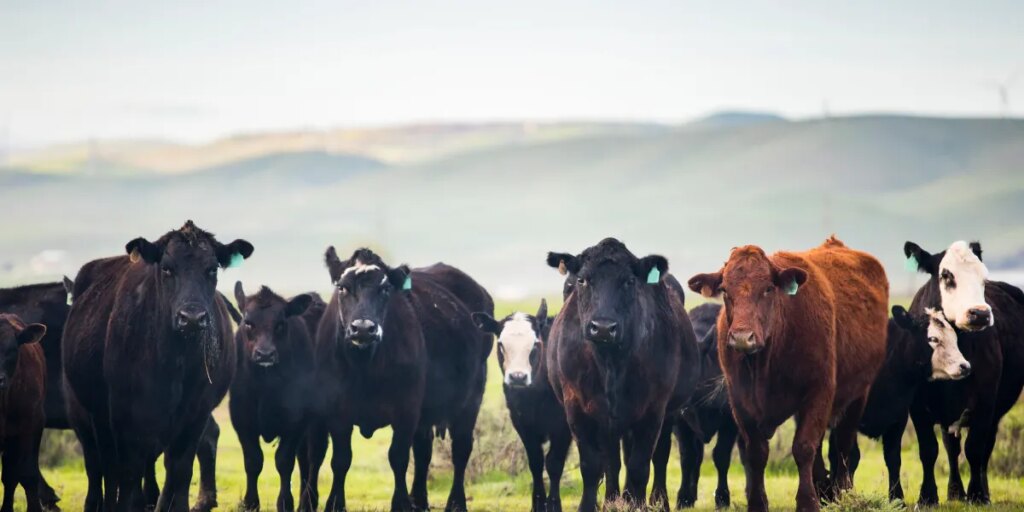 Why California's carbon manure math doesn't add up 260624 spark cows.jpg