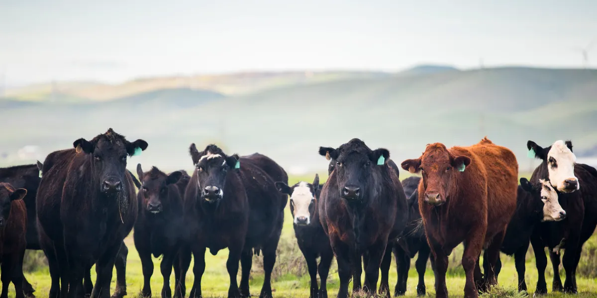 260624 spark cows.jpg