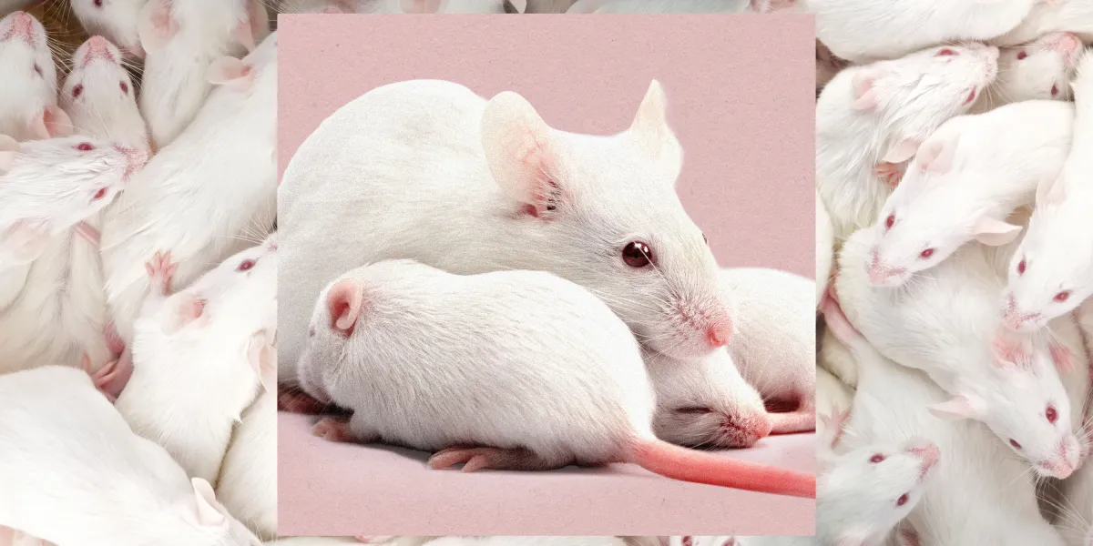 mice.jpg