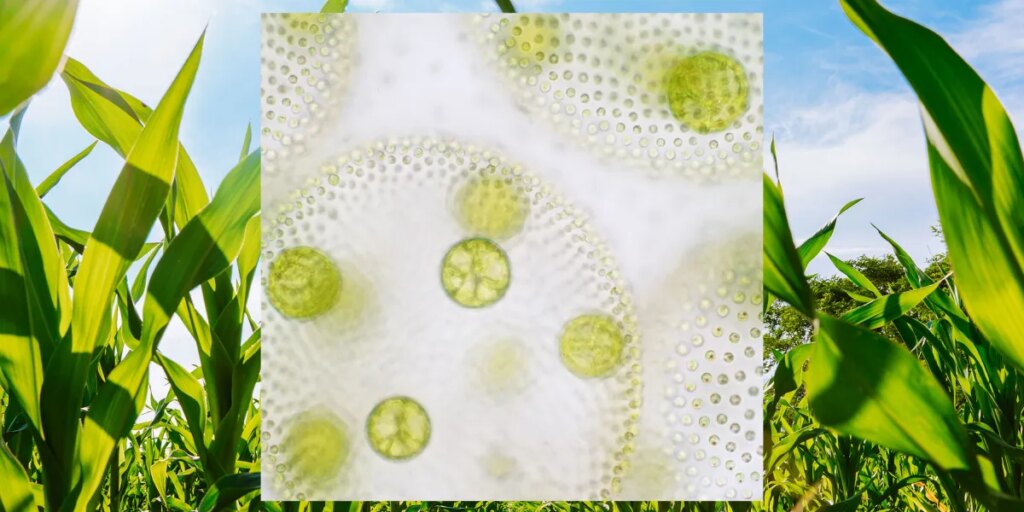 microbe fertilizer.jpg