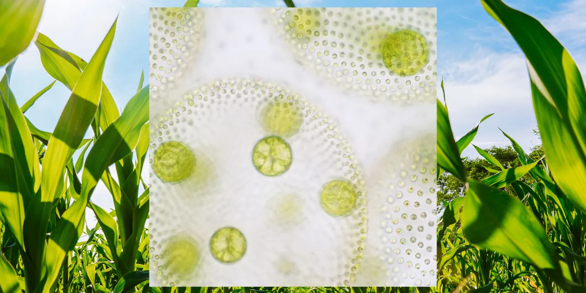 microbe fertilizer.jpg