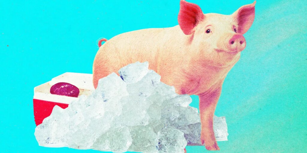 pig freeze.jpg